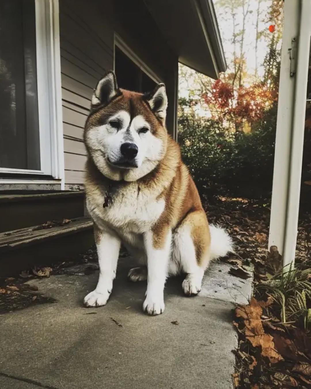 We settled into a house that had previously been owned by a man who had passed away, and a dog visited us daily. One day, I decided to follow it