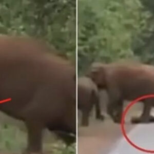 They blocked off the road after realizing what this elephant was carrying with its trunk