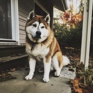 We settled into a house that had previously been owned by a man who had passed away, and a dog visited us daily. One day, I decided to follow it