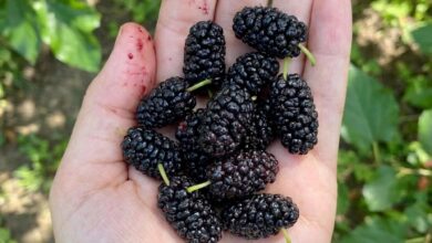 Have You Tried This Seasonal Fruit? Discover Its Nutritional Benefits and the Best Way to Enjoy It
