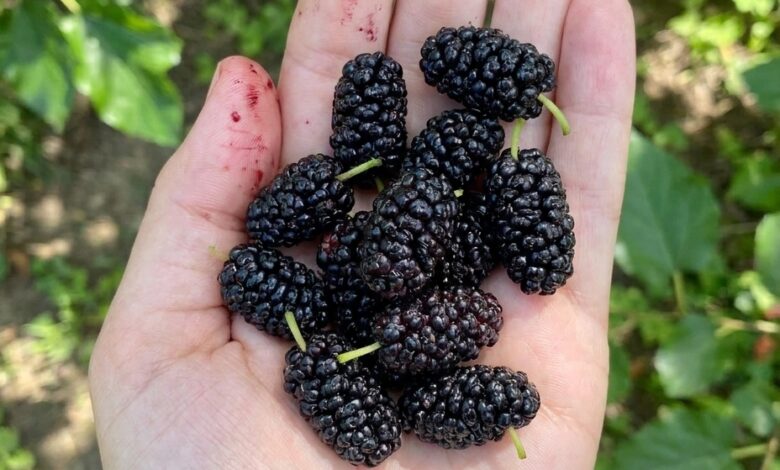 Have You Tried This Seasonal Fruit? Discover Its Nutritional Benefits and the Best Way to Enjoy It