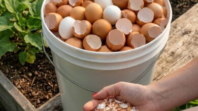 17 Creative Ways to Reuse Eggshells at Home