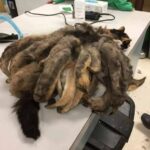 They Thought It Was Just a Stray — What They Discovered Changed Everything