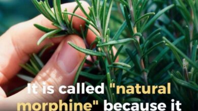 Benefits of This Ancient Herb for the Elderly: A Natural Ally for Healthy Aging