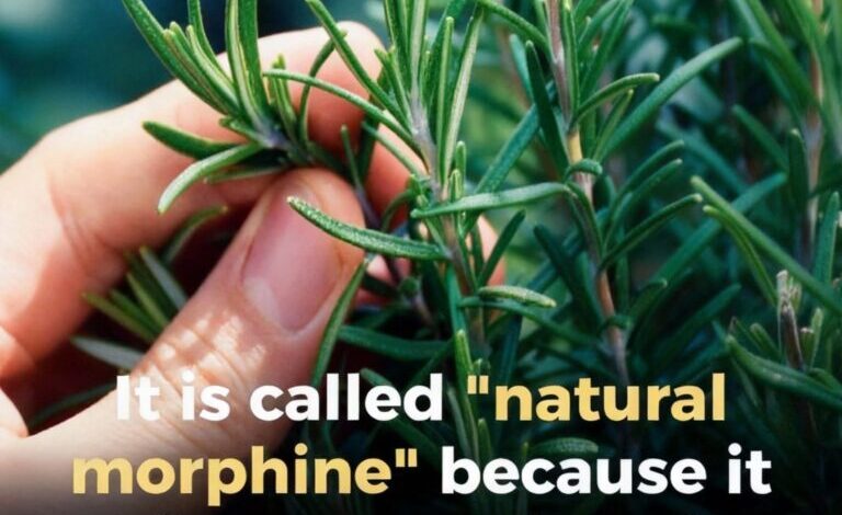 Benefits of This Ancient Herb for the Elderly: A Natural Ally for Healthy Aging