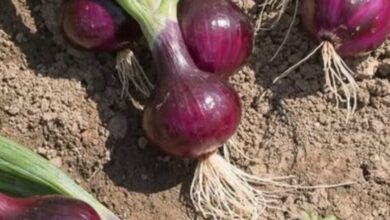 What Happens When You Eat Onions Regularly? Surprising Benefits You Might Not Expect