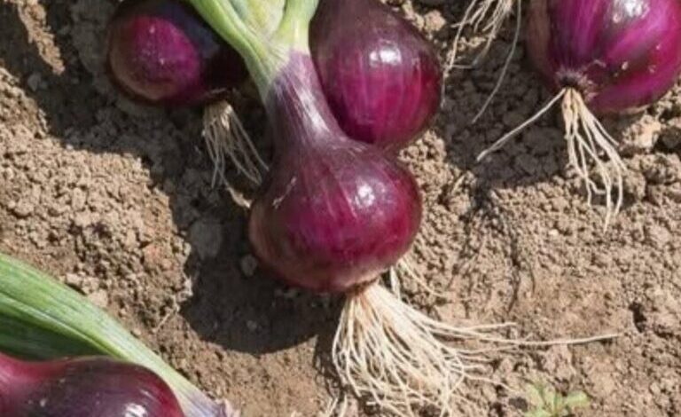 What Happens When You Eat Onions Regularly? Surprising Benefits You Might Not Expect