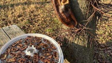 The Surprising Benefits Hidden Inside a Familiar Tree
