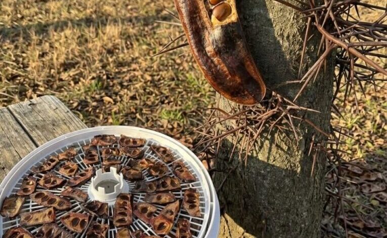 The Surprising Benefits Hidden Inside a Familiar Tree The Surprising Benefits Hidden Inside a Familiar Tree