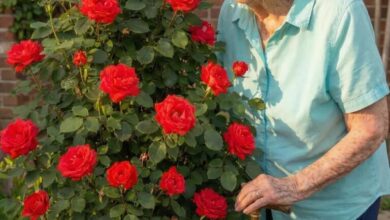 My Grandma Asked Me to Dig Up Her Rosebush—What I Found Changed Everything