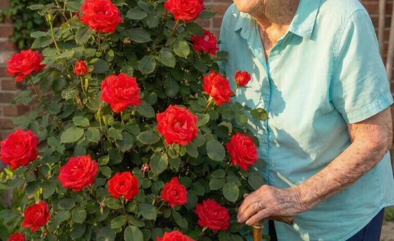 My Grandma Asked Me to Dig Up Her Rosebush—What I Found Changed Everything