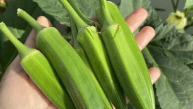 Why Okra May Support Health, According to Experts