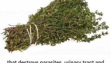 THE MOST POTENT HERB THAT DESTROYS