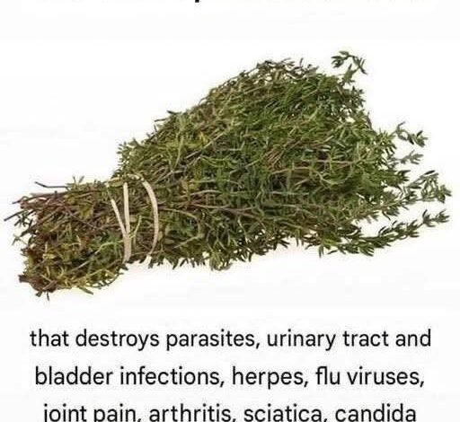 THE MOST POTENT HERB THAT DESTROYS