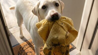 My Dog Brought Me My Late Daughter’s Sweater the Police Had Taken – Then He Led Me to a Place That Stopped Me Cold
