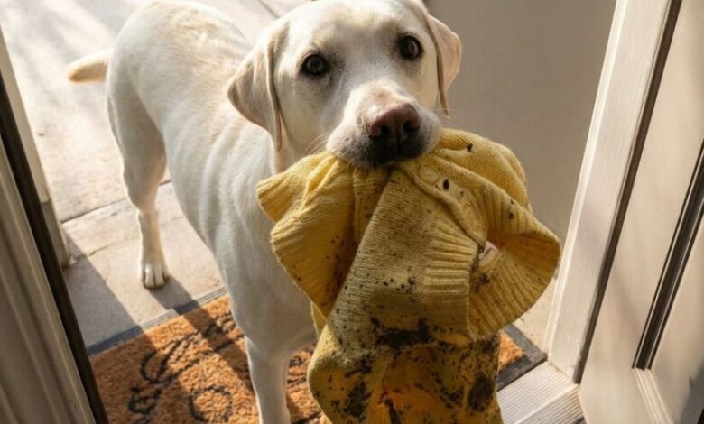My Dog Brought Me My Late Daughter’s Sweater the Police Had Taken – Then He Led Me to a Place That Stopped Me Cold My Dog Brought Me My Late Daughter’s Sweater the Police Had Taken – Then He Led Me to a Place That Stopped Me Cold