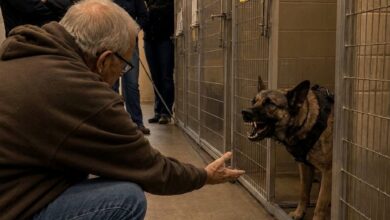 Nobody Could Touch the Military Dog — Until an Old Feed Man Spoke His Call Sign