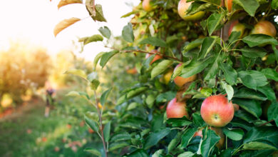 My Neighbor Called My Kids Thieves Over Fallen Apples—Then My Husband Let the Yard Prove Who Was Wrong