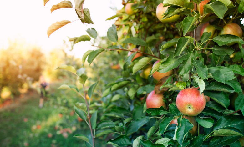 My Neighbor Called My Kids Thieves Over Fallen Apples—Then My Husband Let the Yard Prove Who Was Wrong My Neighbor Called My Kids Thieves Over Fallen Apples—Then My Husband Let the Yard Prove Who Was Wrong