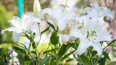 Every Birthday, My Son Planted Lilies for His Twin Sister—Then a Black Box Appeared in the Ruined Garden