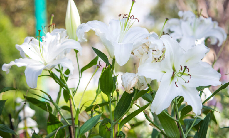 Every Birthday, My Son Planted Lilies for His Twin Sister—Then a Black Box Appeared in the Ruined Garden