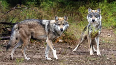 She Raised Four Orphaned Wolf Cubs — Years Later, They Emerged From the Forest to Save Her