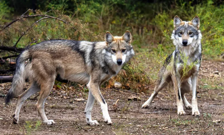 She Raised Four Orphaned Wolf Cubs — Years Later, They Emerged From the Forest to Save Her
