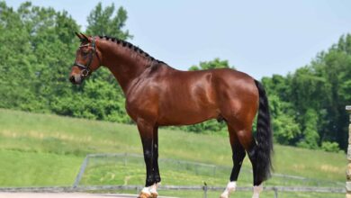 A Cowboy Paid ,000 for My Late Husband’s Horse — Ten Years Later, I Finally Understood Why