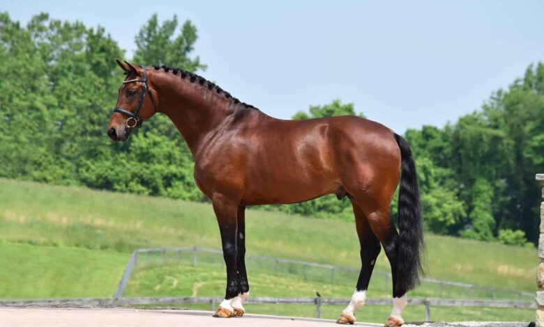 A Cowboy Paid ,000 for My Late Husband’s Horse — Ten Years Later, I Finally Understood Why